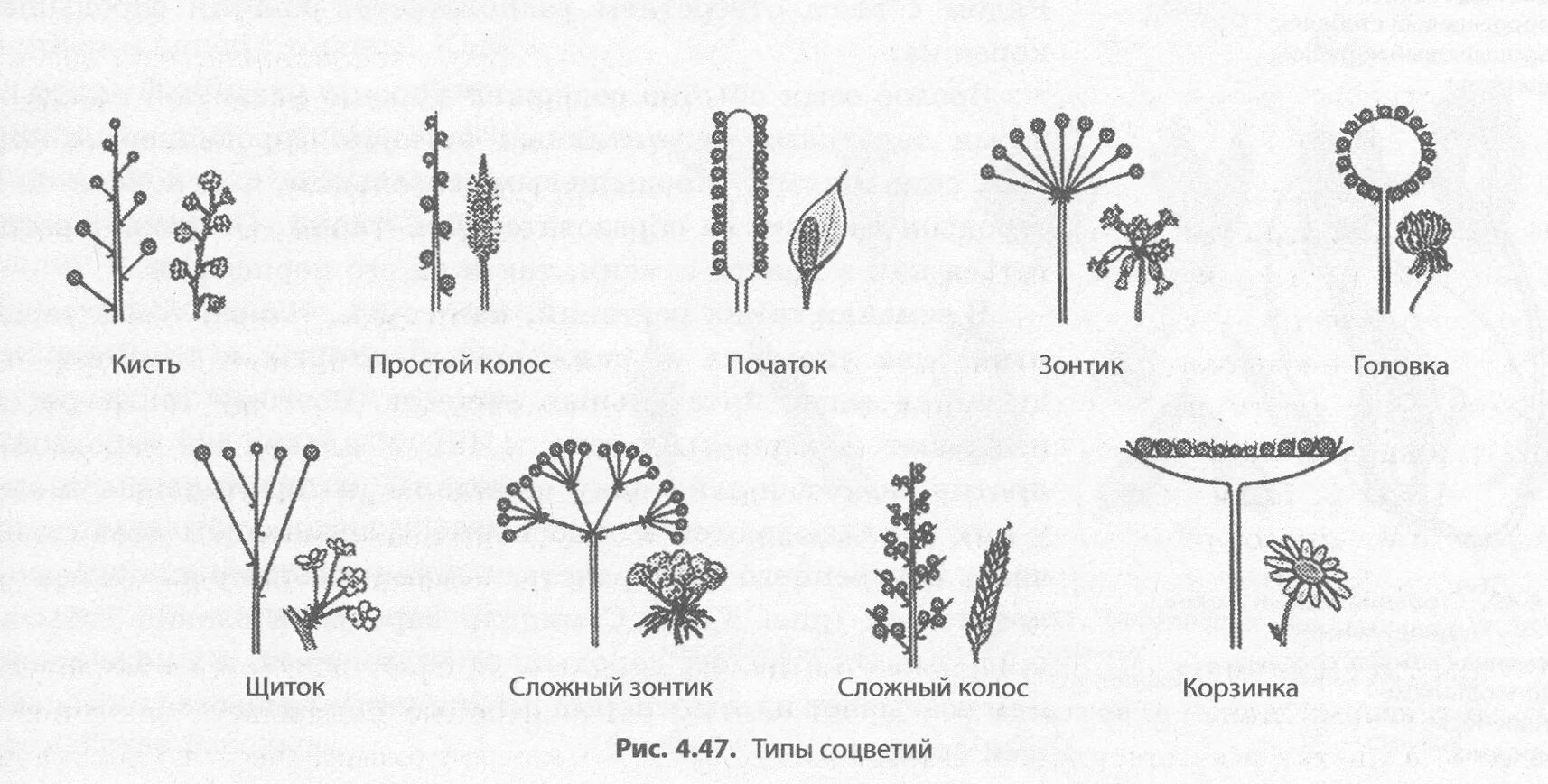 Какое из перечисленных соцветий относится к сложным. Схема соцветий цветковых растений. Соцветие полузонтик. Схема типов соцветий. Соцветие кистевидная корзинка рисунок.