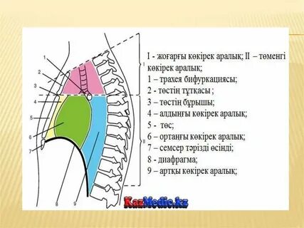 Erotik futbol muxlislari fotosurati