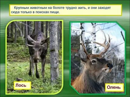 Главным обитателем