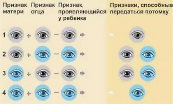 Признаки глазков. Цвет глаз доминантный и рецессивный. Доминантные и рецессивные гены цвет глаз. Доминантный признак глаз. Цвет глаз доминантный признак.