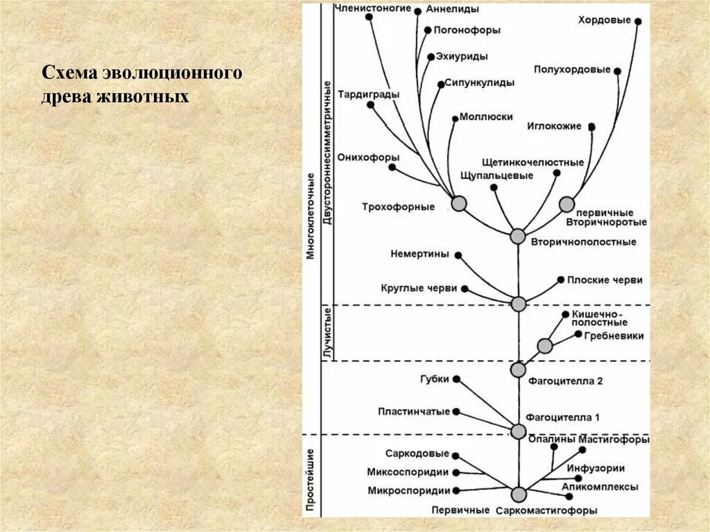 Схема эволюционного древа. Филогенетическое Древо беспозвоночных животных. Филогенетическое эволюционное Древо.