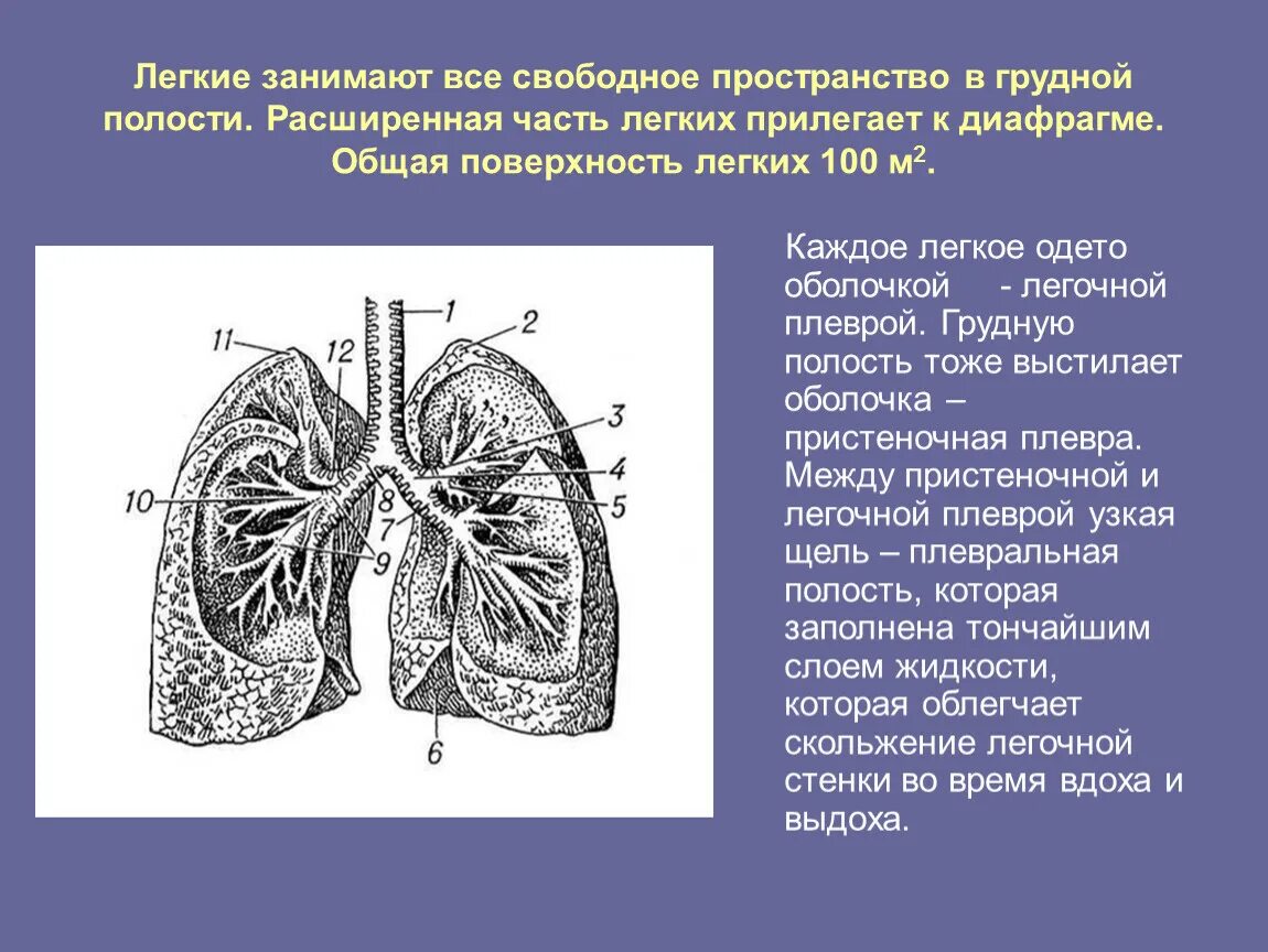 Дыхательная площадь легких. Строение легкого. Поверхности лёгких. Наружное строение легких.