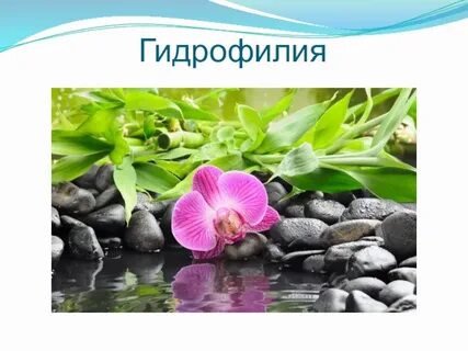 Гидрофилия