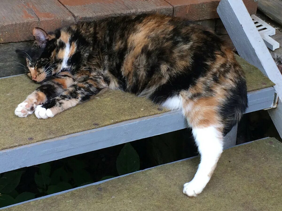 Кот познал дзен. Коты буддизм. Дзенский кот. Коты люди дзен. Просветленный кот.