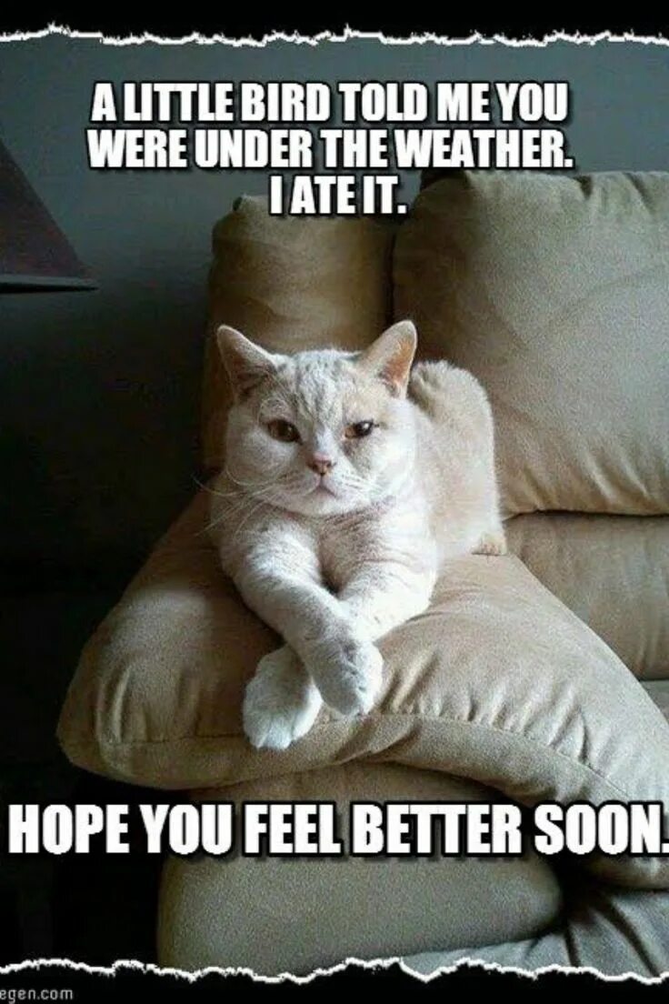 Feel better soon. Get well soon Cat. Get well soon Мем. To feel better Cat.