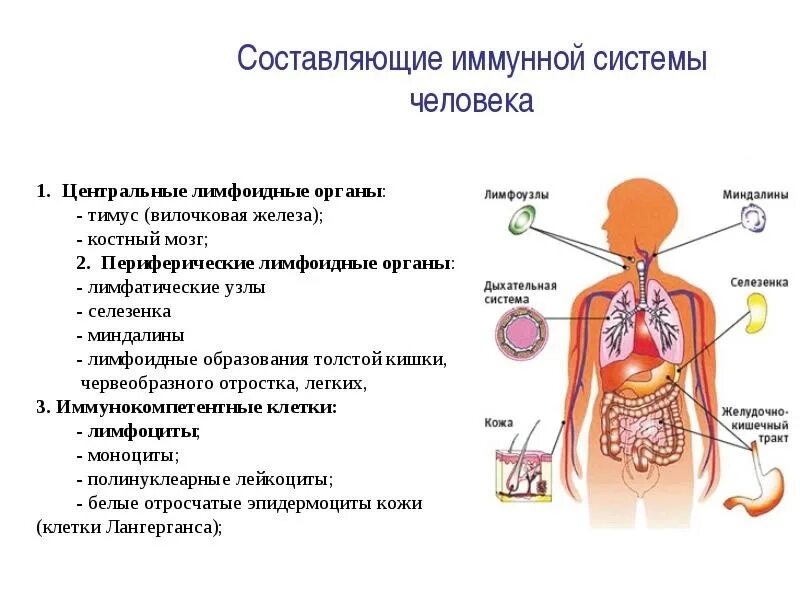 Взаимосвязь систем органов в организме человека. Схема иммунной системы организма человека. Иммунная система человека строение и функции таблица. Центральные и периферические органы иммунной системы схема. Схема функциональных отделов иммунной системы.