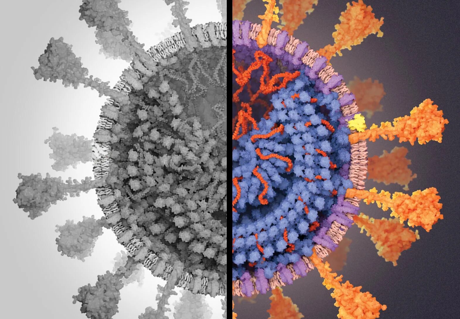 SARS-cov-2 Дельта штамм. Штамм Сарс коронавирус. Вирус SARS-cov-2 под микроскопом. Штаммы SARS-cov-2. Complete virus