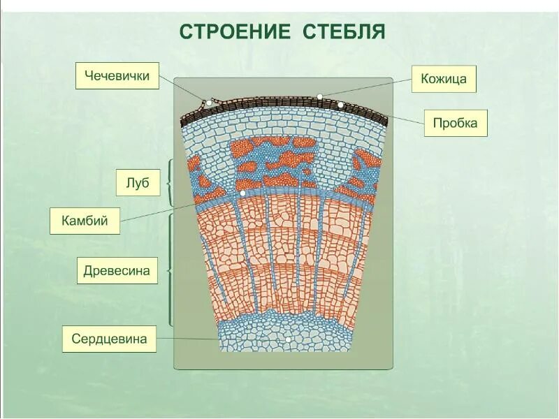 Какую функцию выполняет пробка стебля растений. Часть поперечного среза стебля трехлетнего побега липы рисунок. поперечный срез побега липы. строение стебля древесного растения. часть поперечного среза стебля трехлетнего побега.