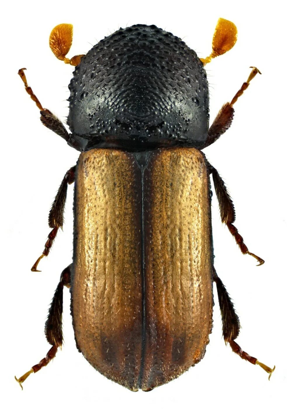 Леди баг костюм щенка. Mad dog bug bug. Леди баг костюм щенка. Древесинник жук. Природная броня животных жуков.