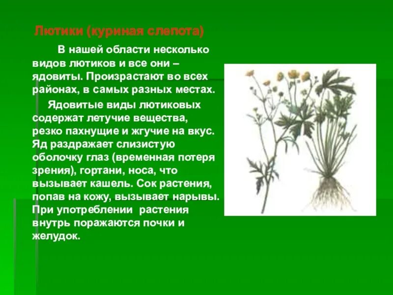 Почему куриную слепоту назвали куриной слепотой