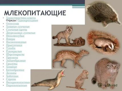 Млекопитающие отряда грызунов ответ