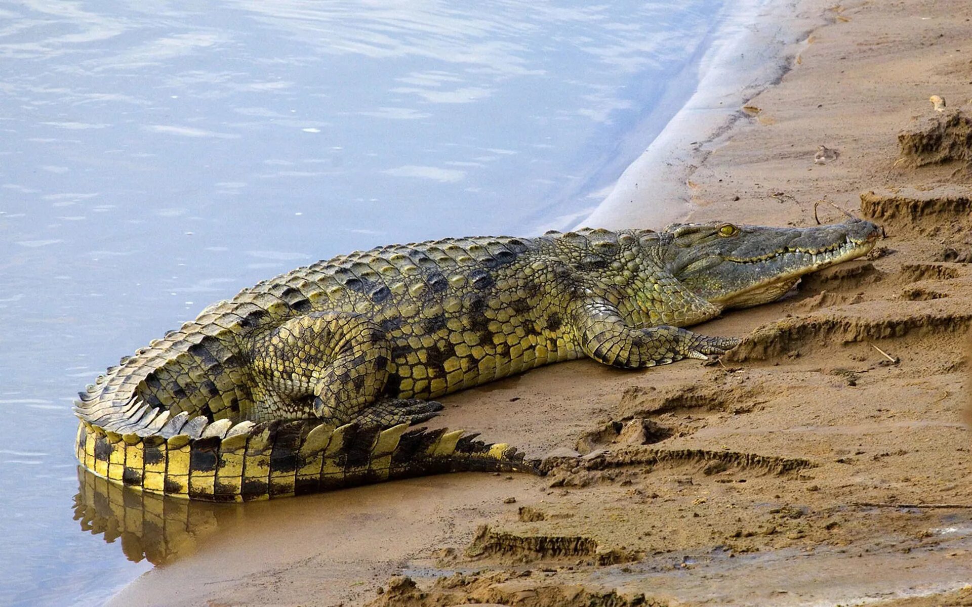 Нильский крокодил. Нильский Аллигатор. Африканский Нильский крокодил.