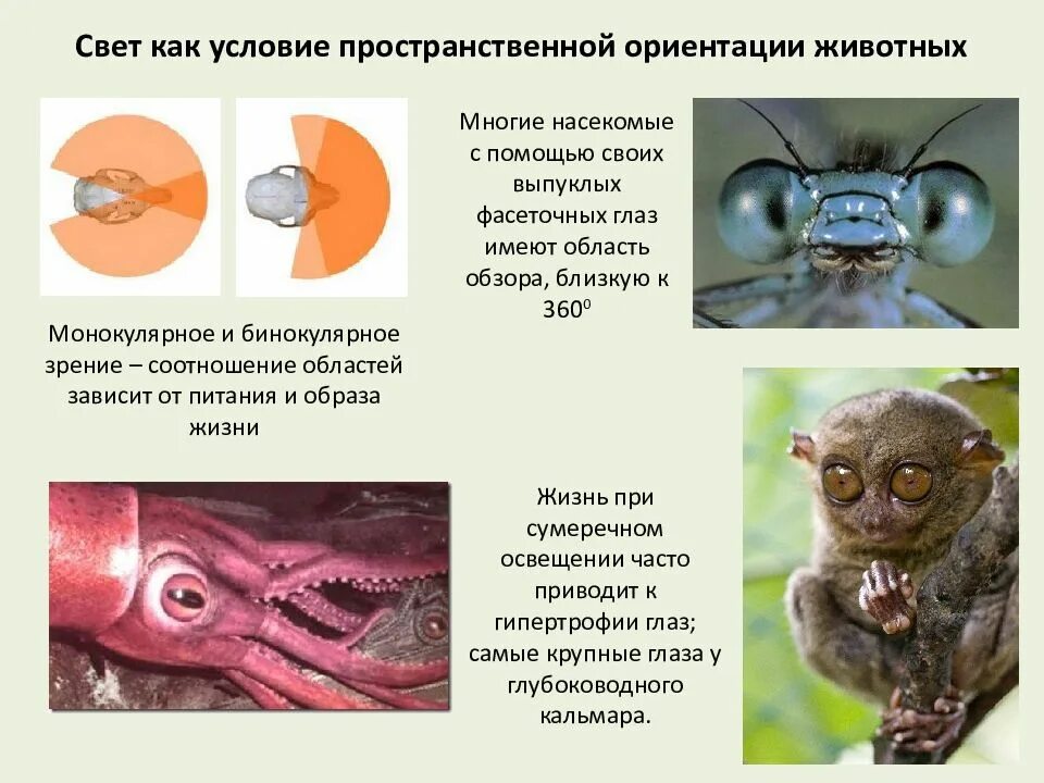 Свет как условие ориентации животных. Свет в жизни животных как условие ориентации животных.. Свет как условие жизни животных. Адаптация животных к освещенности. Животные ориентируются в пространстве