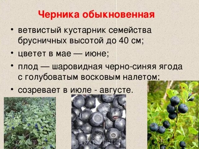 Читать рассказы черника. Черника обыкновенная растение. черника обыкновенная красная книга. черника описание. черника описание растения.