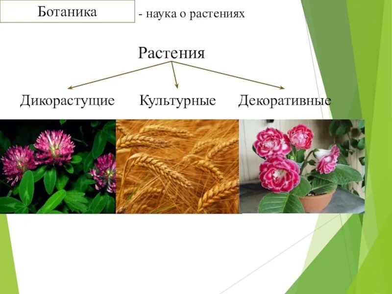 Ботаническая наука изучающая оплодотворение растений. Наука о растениях. Ботаника это наука. Ботанические науки о растениях. Ботаника растения 6 класс.