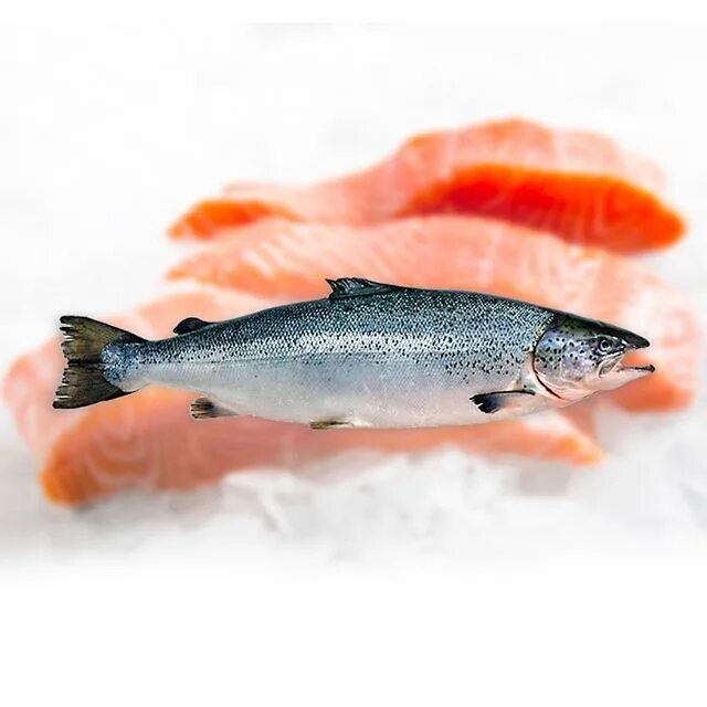 семга с/м псг 6-7 чили. семга премиум. семга премиум. семга псг 7-8 чили. лосось чили премиум.