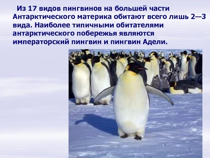 Где живут пингвины на каком материке. Императорский Пингвин и Адели. Виды пингвинов в Антарктиде. Пингвины презентация. 17 Видов пингвинов в Антарктиде.