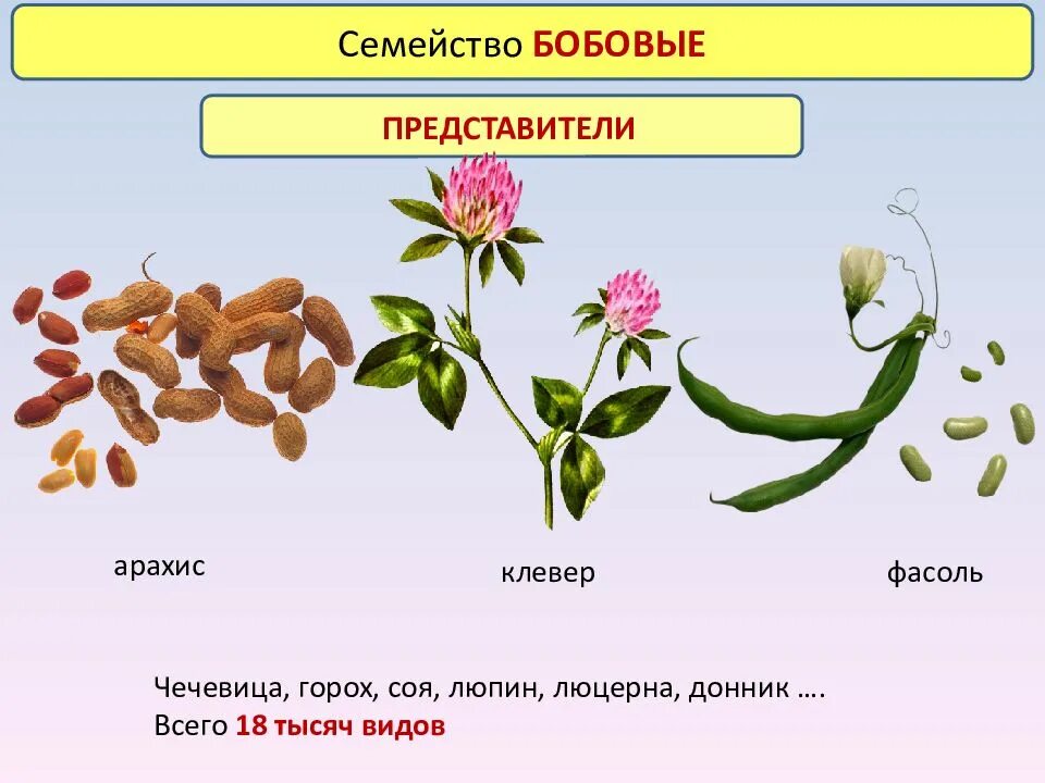 Бобовые двудольные. Двудольные растения семейства бобовые. Семейство Мотыльковые бобовые цветки. Горох семейство Мотыльковые. Фасоль горох акация