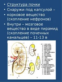 В состав почечной капсулы входит
