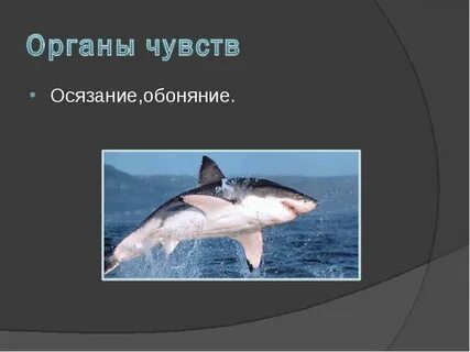 Обоняние акул