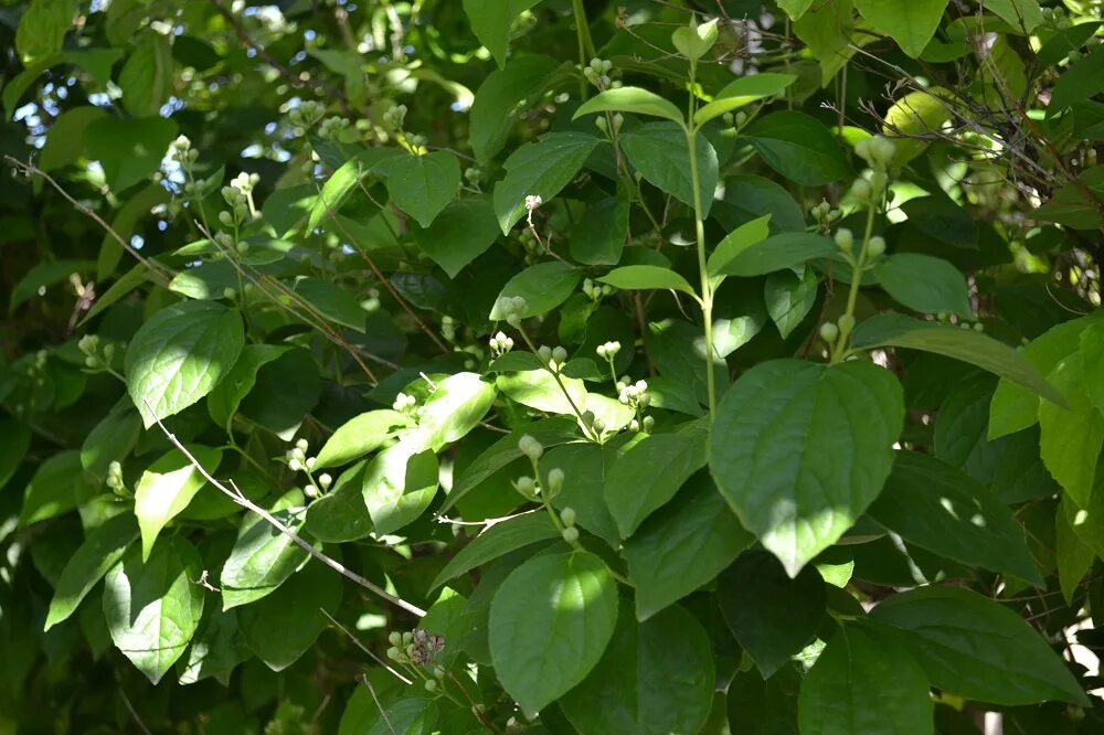 Чубушник коронариус. Чубушник тонколистный. Чубушник листья. Чубушник йеллоу хилл. Чубушник венечный.