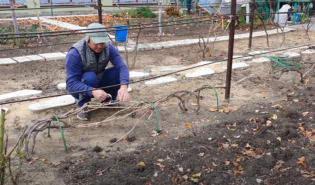 Урал виноград на зиму. Укрыть виноград на зиму. Укрытие винограда на зиму. Укрытие винограда на зиму в Подмосковье. Укрывание виноградников.