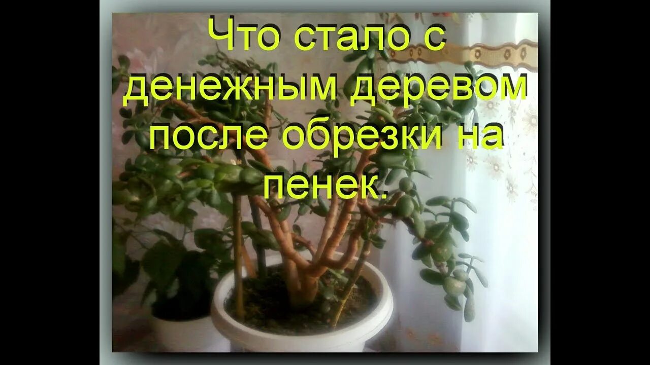 Можно ли обрезать денежное дерево осенью. Обрезать денежное дерево. денежное дерево после обрезки. обрезание денежного дерева. кардинальная обрезка толстянки.