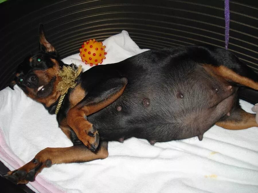 Цвергпинчер течка. Беременность цвергпинчера. беременный той терьер.