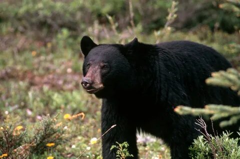 Bear number one