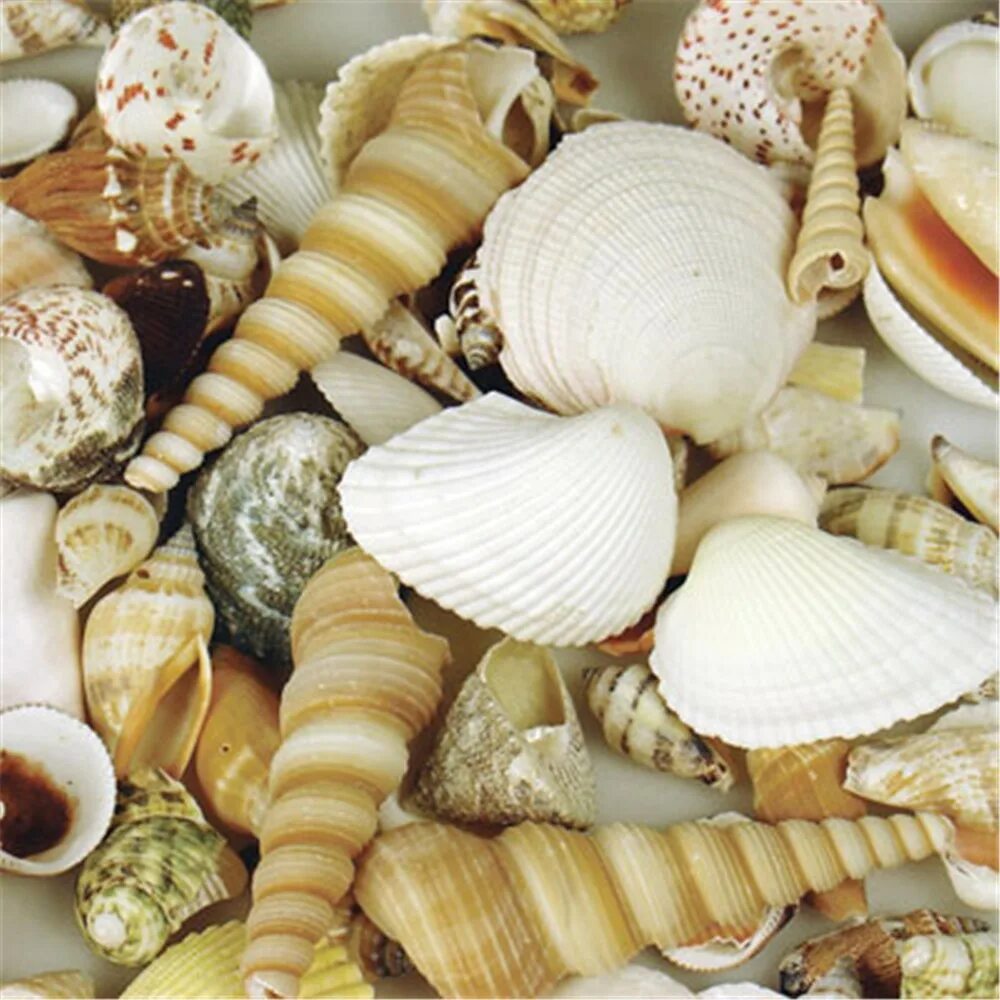 Sea shell