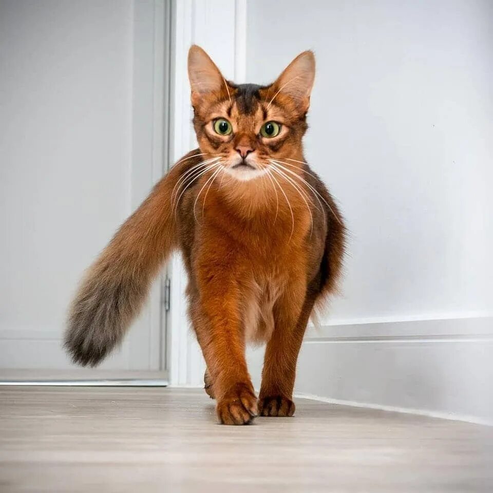 Кошечка отзывы. Сомалийская кошка. Сомалийская кошка соррель. Абиссинская кошка длинношерстная. Сомалийская кошка длинношерстная.