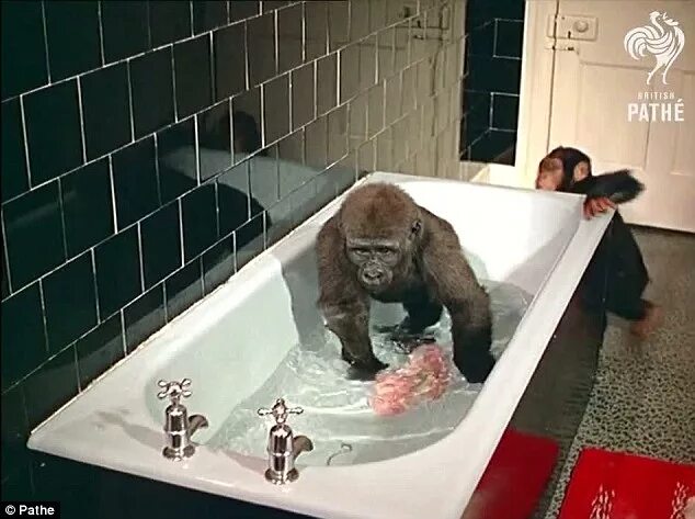 Обезьяна в ванне. Мартышка в ванне. Обезьянка моется в ванне. Песня бэтмен купание обезьяны
