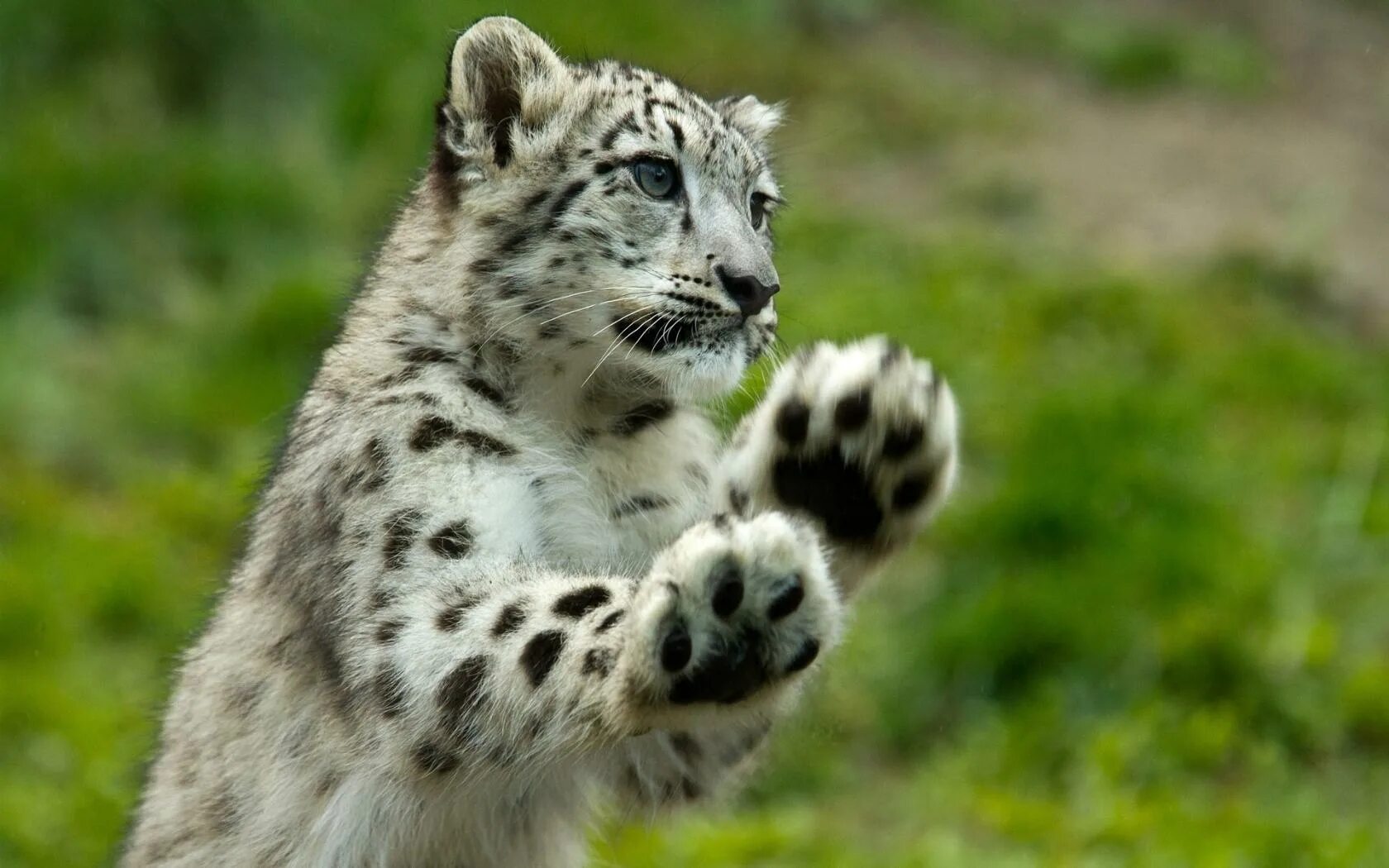 Ирбис движение первых. Снежный барс ирбис. снежный барс леопард snow leopard ирбис. лапа ирбиса. снежный барс ирбис маленький.