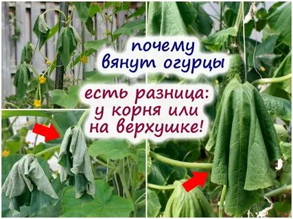Огурцы в теплице вянут листья что делать