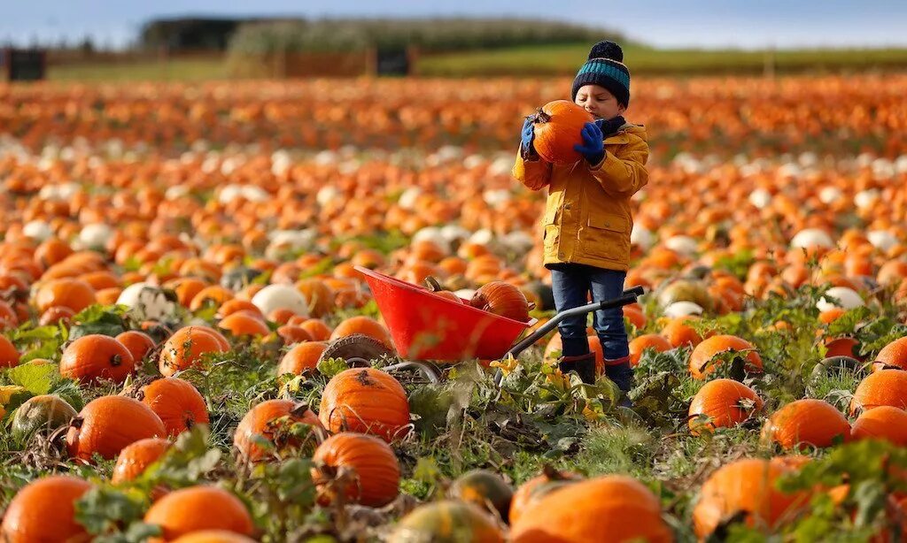 Собираем урожай. Сбор урожая. Сбор урожая в саду. Дача. Сборка урожая.