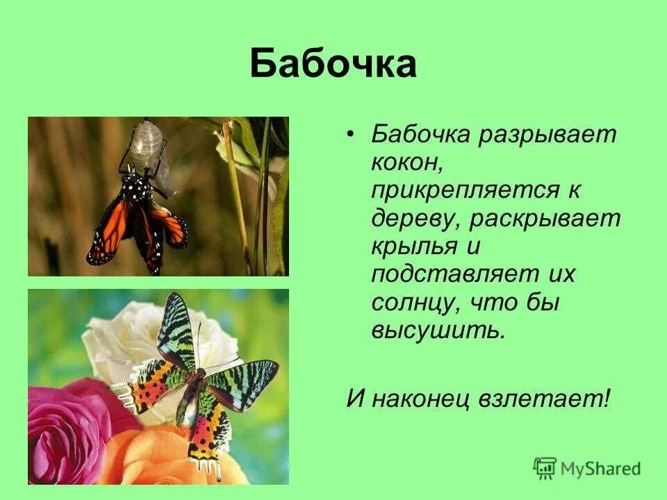 Butterflies: the splendor and diversity of life