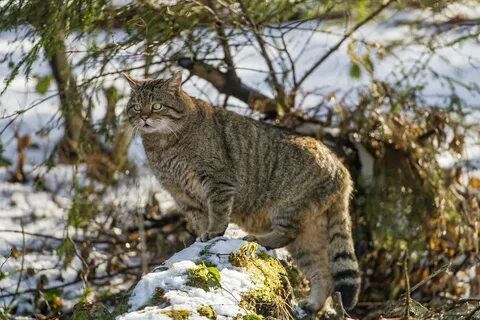 Кавказская кошка