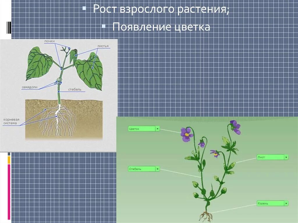 В чем особенность роста у растений. Рост растений. Развитие растений. Рост растений 6 класс. Индивидуальное развитие растений.