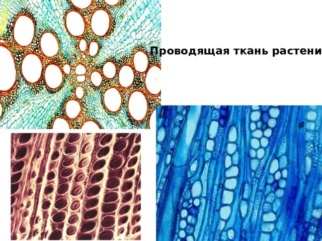 Ситовидные трубки под микроскопом. Ситовидные трубки флоэмы под микроскопом. Проводящая ткань растений под микроскопом. Проводящая ткань клетки. Специальные клетки проводящей ткани