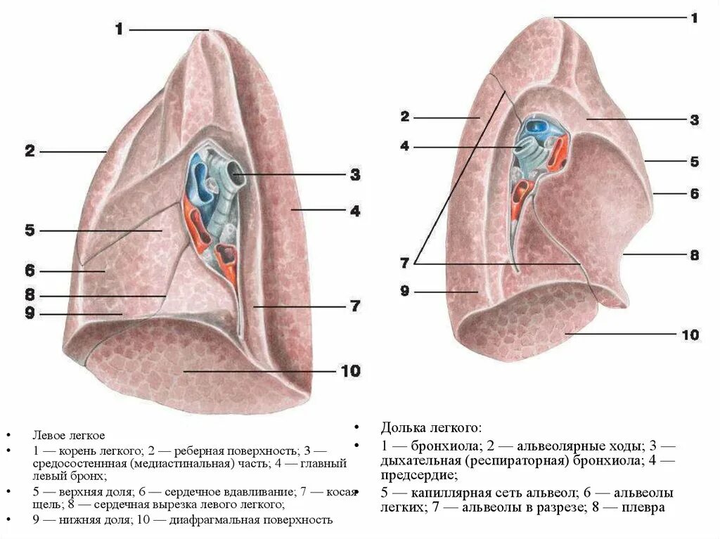 Медиастинальная поверхность легких. Легкие анатомия корень легкого. Корень легкого и средостенная поверхность. Средостенная поверхность легкого латынь. Левое легкое имеет