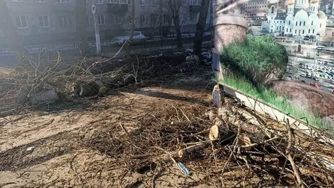 Нужно ли вырубать тополя