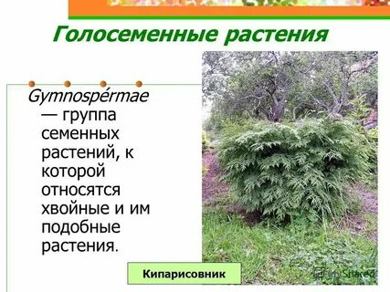Какие растения относятся к простейшим