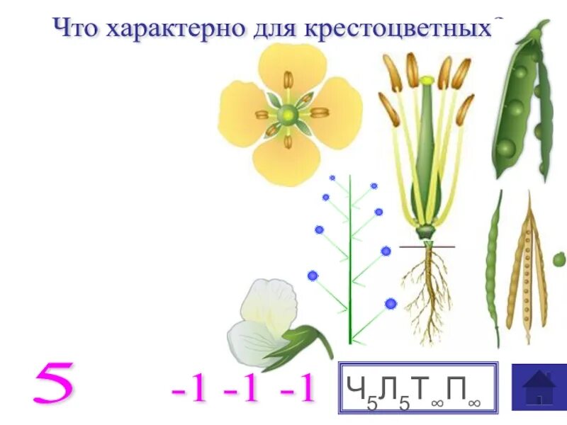 Семейство злаковые и лилейные. Формула цветка злаковых 6 класс. Цветок крестоцветных рисунок. Древовидные Однодольные растения. Однодольные схема цветка.