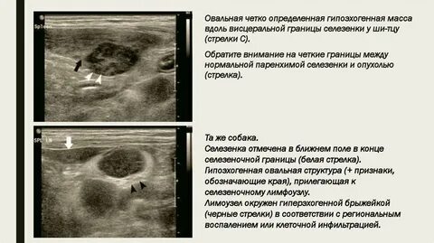 Узи печени собаке