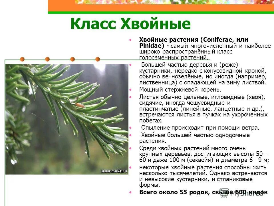 Характеристика класса хвойные. Характеристика отдела голосеменных растений. Пихта сибирская хвоинки. Кратко о хвойных растениях. Класс хвойные представители.