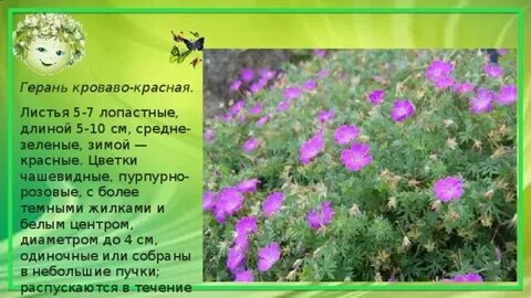 Текст песни герань