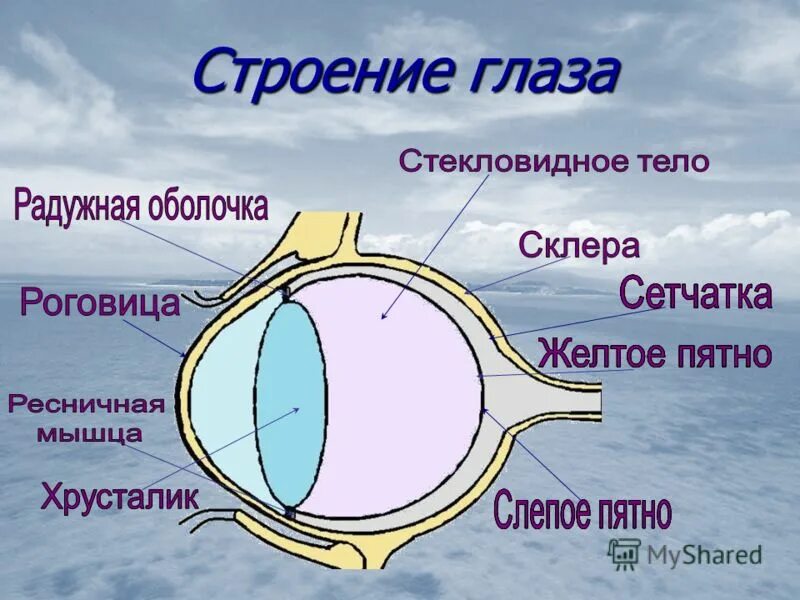 Структура глаза слепое пятно. Желтое пятно. Строение глаза желтое пятно. Строение глаза слепое пятно. Строение глаза анатомия сетчатка желтое пятно.
