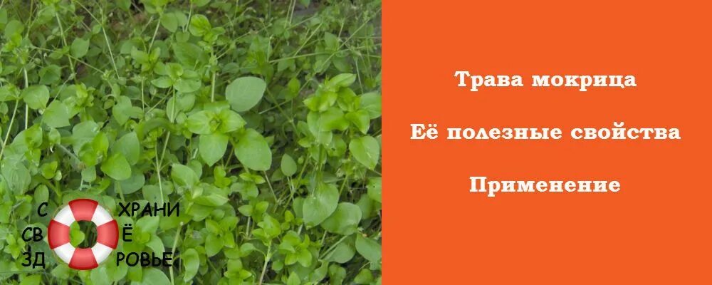 Мокрица трава. Мокрица трава полезные. Мокрец трава. Мокрица растение лечебные. Мокрица растение лечебные свойства