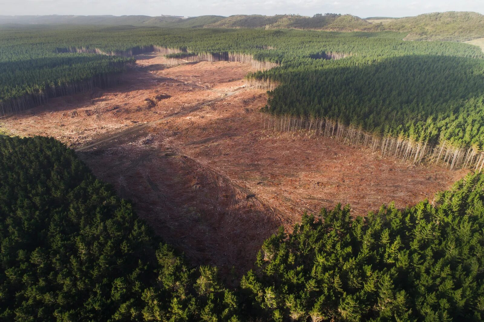 Clear cutting. Обезлесение Мексики. Вырубка лесов. Вырубка лесов и эрозия почв. Вырубленный лес.