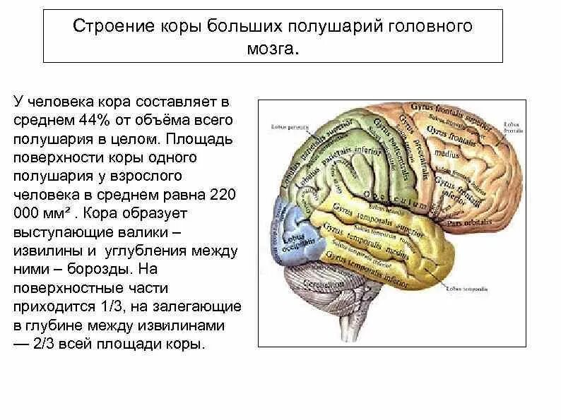 Строение коры головного мозга анатомия. Строение древней коры головного мозга. Наличие коры головного мозга